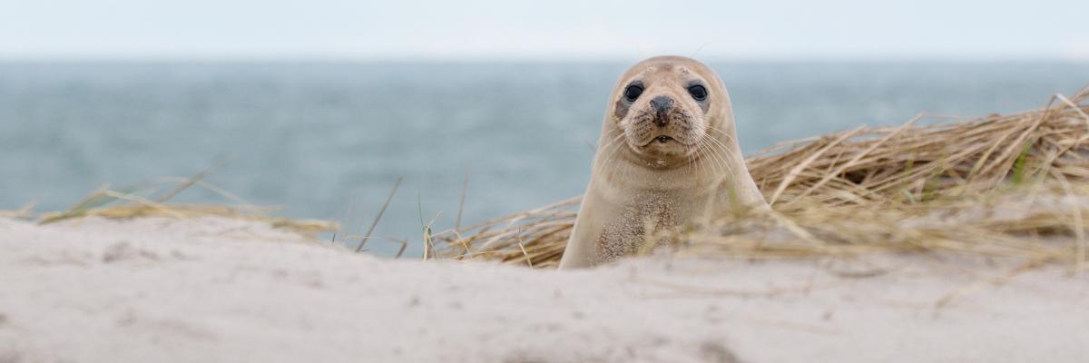 Seals at Horsey, Norfolk